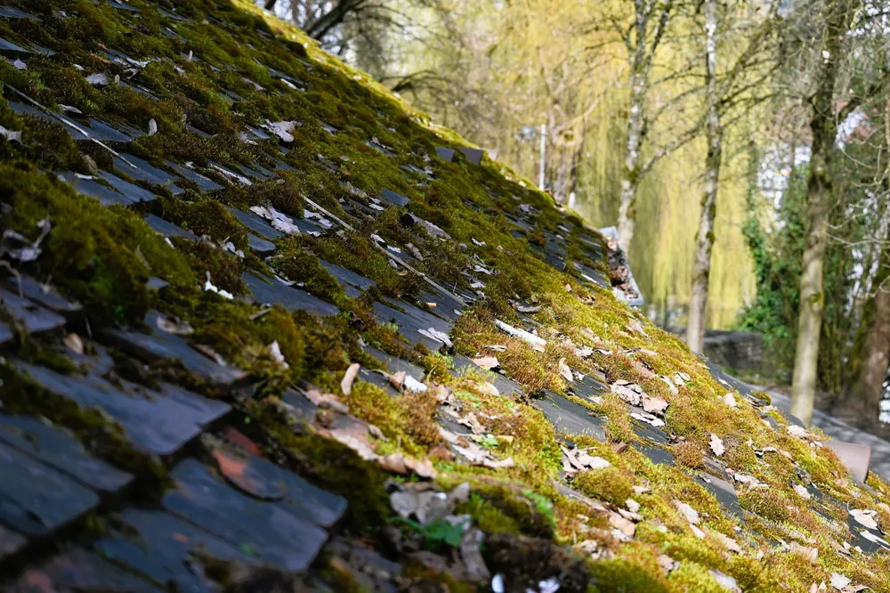 A north facing slope thick with moss