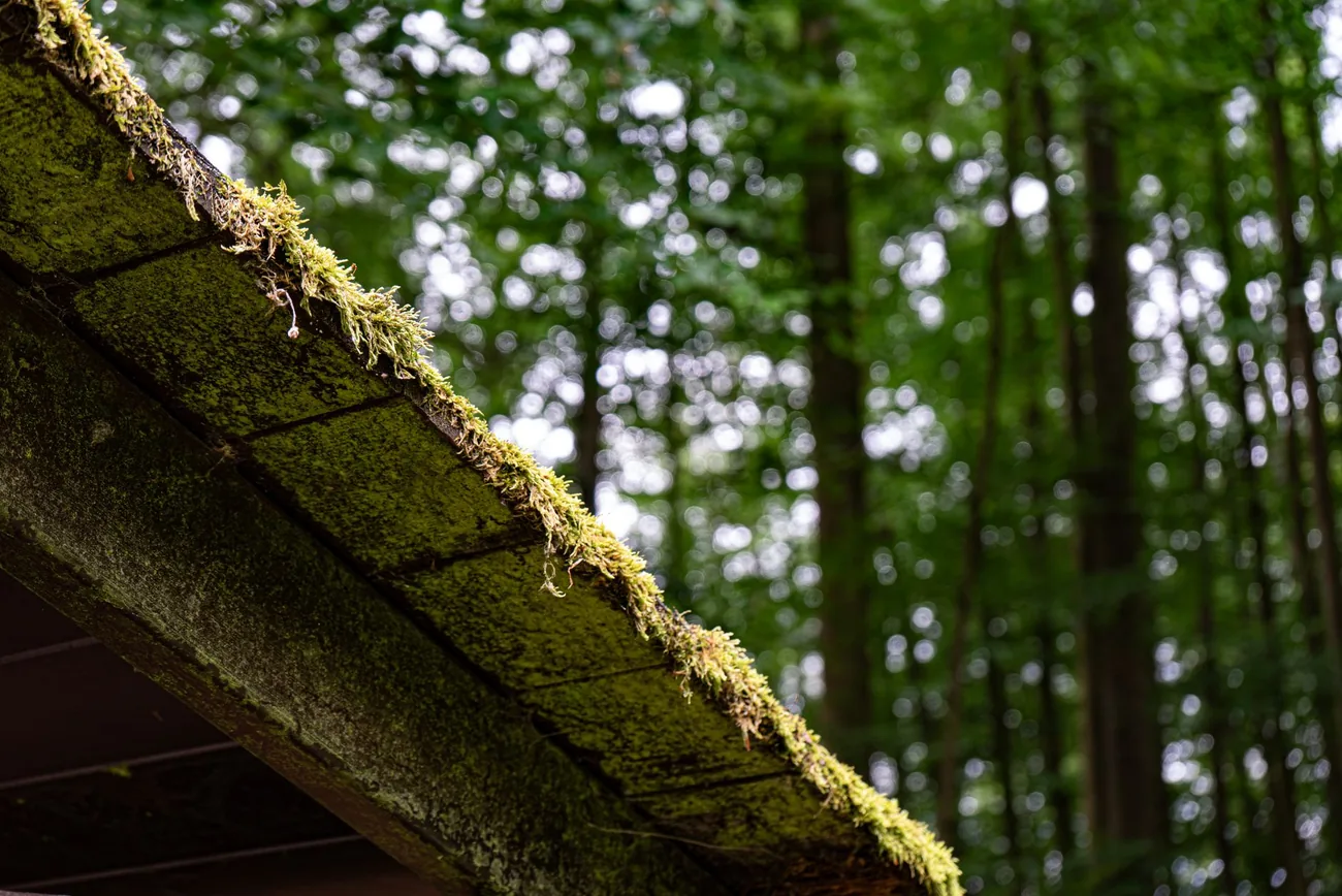 Moss built up along a roof edge and gutter line